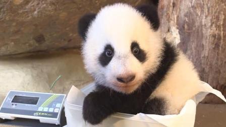 熊猫团子在奥地利维也纳动物园的卖萌时间, 软萌无敌, 可爱至极