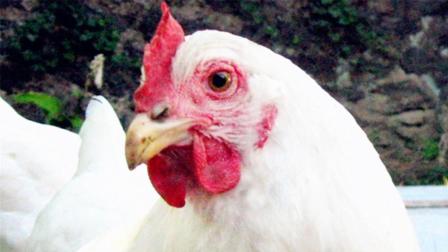 和小母鸡一起攻克难关? 再次虐心Rage Chicken 鲤鱼Ace