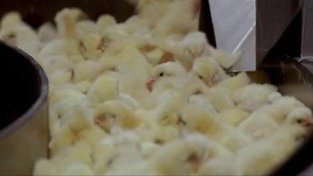 《天地玄黄》经典片段: 大都市的人和养鸡场的鸡