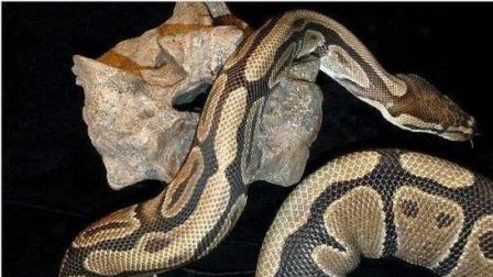 蟒蛇吞大象! 看完这个视频你就知道蟒蛇的嘴到底有多大