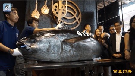 分解800斤蓝鳍金枪鱼, 看到这鱼肉, 说它是顶级食材当之无愧
