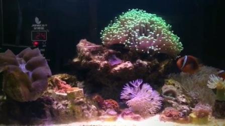 网友开缸一个半月的微型海水缸, 看这状态养的真漂亮
