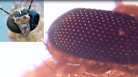 显微镜放大蚊子1000倍, 原来蚊子这么多眼睛