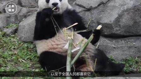租借一只大熊猫都需要什么条件? 各国总统为了租到熊猫打破了头