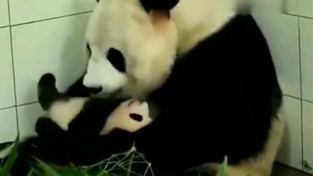 熊猫妈妈对儿子爱不释手, 抱在怀里摇晃哄睡觉, 这简直要成精了!
