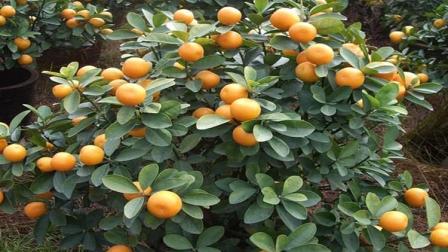 阳台种盆栽桔子柠檬, 一个小技巧, 再也不落叶, 结满桔子, 特好吃