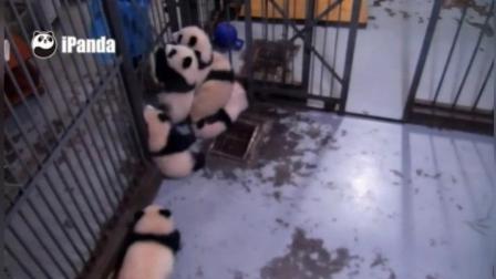 幼儿园的熊猫宝宝集体逃课越狱, 奶爸已经奔溃