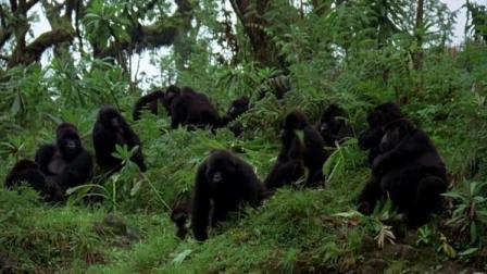 美女在森林中行走，没想到竟看到一群猩猩安逸的生活着，顿时懵了