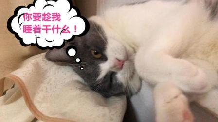 落落今天斗胆带大伙走进科学, 聊聊猫咪绝育那些事