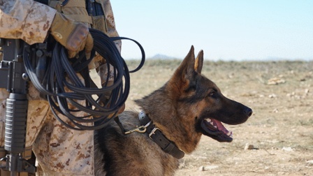 军犬就是战友！《战犬瑞克斯》战争英雄工作犬！