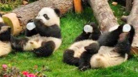 讨牛奶吃的熊猫宝宝, 被奶爸拒绝后, 反应逗乐众人