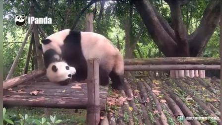 大熊猫宝宝: 奶爸奶妈快救命, 我亲妈疯了, 拆了木架想打我