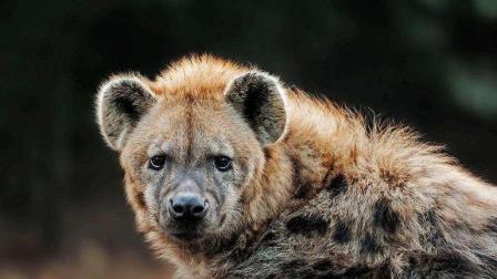 草原二哥被人工养殖后变得对食物不再贪婪, 不知这是好是坏!