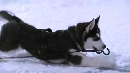 狗狗掉进冰洞, 小哈士奇慢慢把绳子拿了过去, 成功把狗狗救了上来