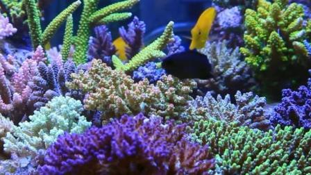 赤橙黄绿青蓝紫&hellip;&hellip;超大型的硬骨珊瑚缸美景特写