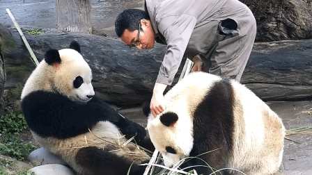 熊猫“蔓越煤”不吃苹果, 被奶爸点头批评