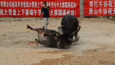 斗牛表演就是拿命换钱, 一次失误, 瞬间变成死亡