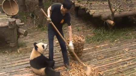 活捉一枚爱捣蛋的吃货熊猫团子 被奶爸无视后 动作萌翻了众人