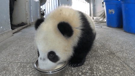 熊猫有多喜欢盆盆奶? 没喝到愤怒地跑开了