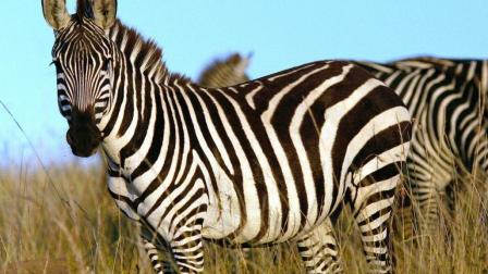 公斑马想要咬死小斑马 小斑马母亲在旁边阻止