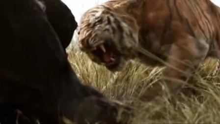 黑豹为保护狼孩，殊死缠斗凶恶老虎，结果被老虎一掌打趴下