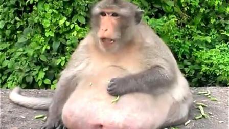 远看以为这只猴子怀孕了 肚子比球还大 哪知是暴饮暴食惹的祸
