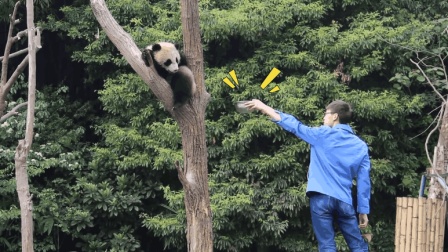熊猫宝宝赖树上不下来, 被奶爸看到后, 奶爸又开始调皮了