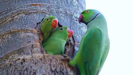 珍稀而罕见的回声鹦鹉, 镜头拍下有趣的过程