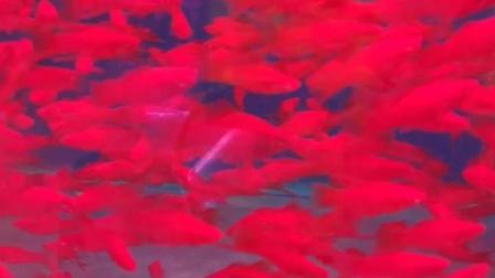 红剑鱼红箭鱼