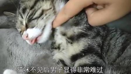 爆笑 小猫离奇失踪半年后小猫摇身一变竟变成一只 肥猫