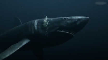 潜水艇炮轰巨齿鲨，接连打中两次，刚要嘚瑟结果被大乌贼给困住！