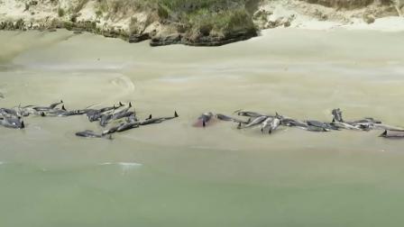 哭了! 新西兰145头领航鲸搁浅海滩集体死亡