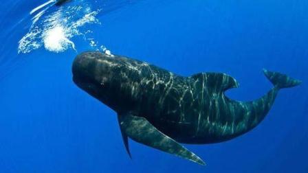 新西兰145条领航鲸集体搁浅海滩, 被发现时大多已死亡