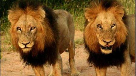 动物世界两大顶级猛兽狮子与之间决斗的精彩画面