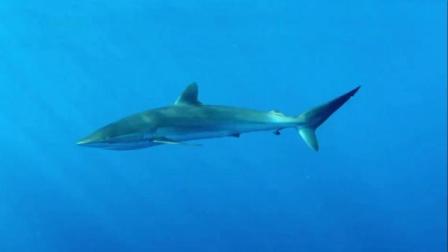 鲨鱼周 一组巨兽鲨的图片资料，是70年前拍摄的，巨鲨重约三吨六米多长