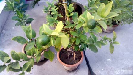养花妙招: 柠檬树不仅仅能大规模种植, 还能在家中培育