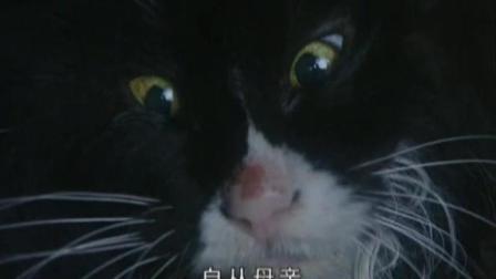 武则天害怕黑猫 唐高宗头疼 这对帝王夫妻也是没谁了