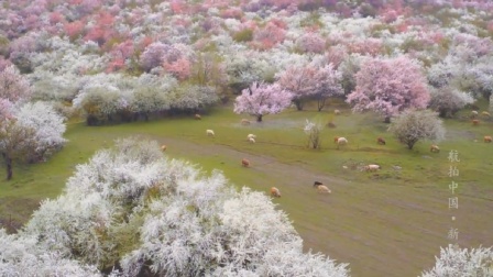 航拍中国 第一季 伊犁河谷的杏花沟，一片中世纪遗留最大的原始野杏林，美艳天下