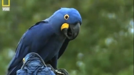 蓝紫金刚鹦鹉曾分布南美国家，现在范围仅限于巴西潘塔纳尔