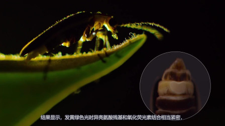 萤火虫为什么会发光, 萤火虫的发光原理是什么