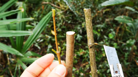 在同一个砧木上嫁接, 接穗的粗细不同, 嫁接的方法也不同