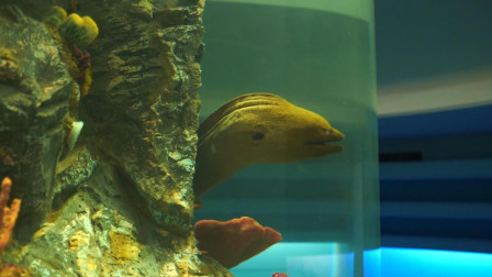朝鲜世界2 参观夏令营的水族馆, 这大概是在朝鲜见过最丑的鱼了