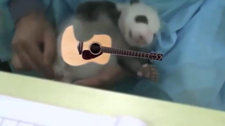 国宝大熊猫: 奶爸的大熊猫牌吉他, 感觉团子已经被“玩坏”了!