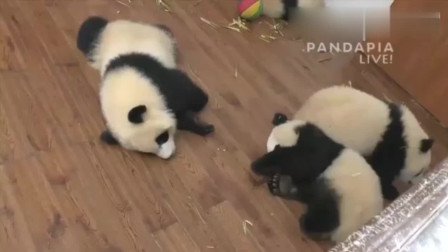 国宝大熊猫：团子们为了越狱已经开始学习开锁了，成小熊精了！