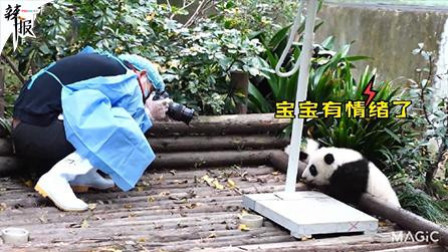 辣报 新华社资讯 为了&ldquo;盆盆奶&rdquo;什么都愿意的大熊猫