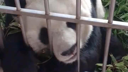 熊猫也会“说话”，这声音太萌了，你可是食铁兽啊！
