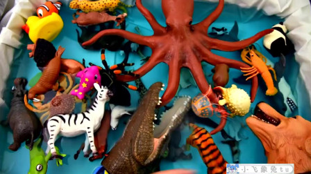 动物园动物名称学习海洋动物名称教育视频 儿童动物玩具
