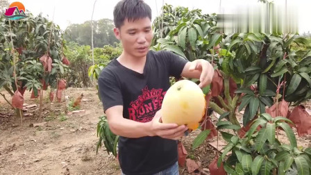小伙种植20亩芒果快成熟，看下产量质量怎么样，有想吃的吗