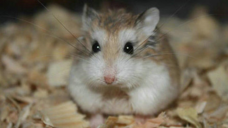 仓鼠吃同类 – 搜库