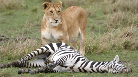 非洲母狮子捕猎斑马受伤 惨遭狮群遗弃